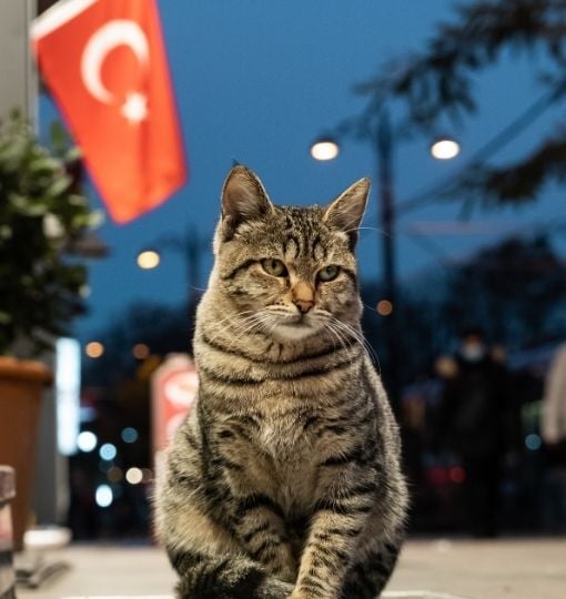 Quirky Experiences You Can Only Have in Istanbul