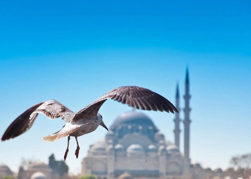 best istanbul photos tourism bosphorus seagull marti