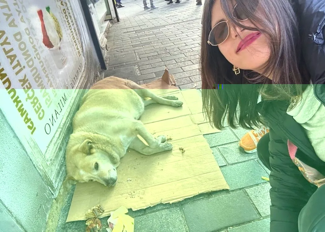 the_boulder_dog_istanbul_most_popular_attraction